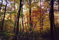 Woods Photo