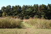 Nature Center Meadow