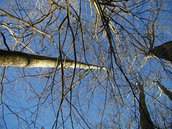 trees reach to the sky, branching and rebranching, tracing paths of possibility